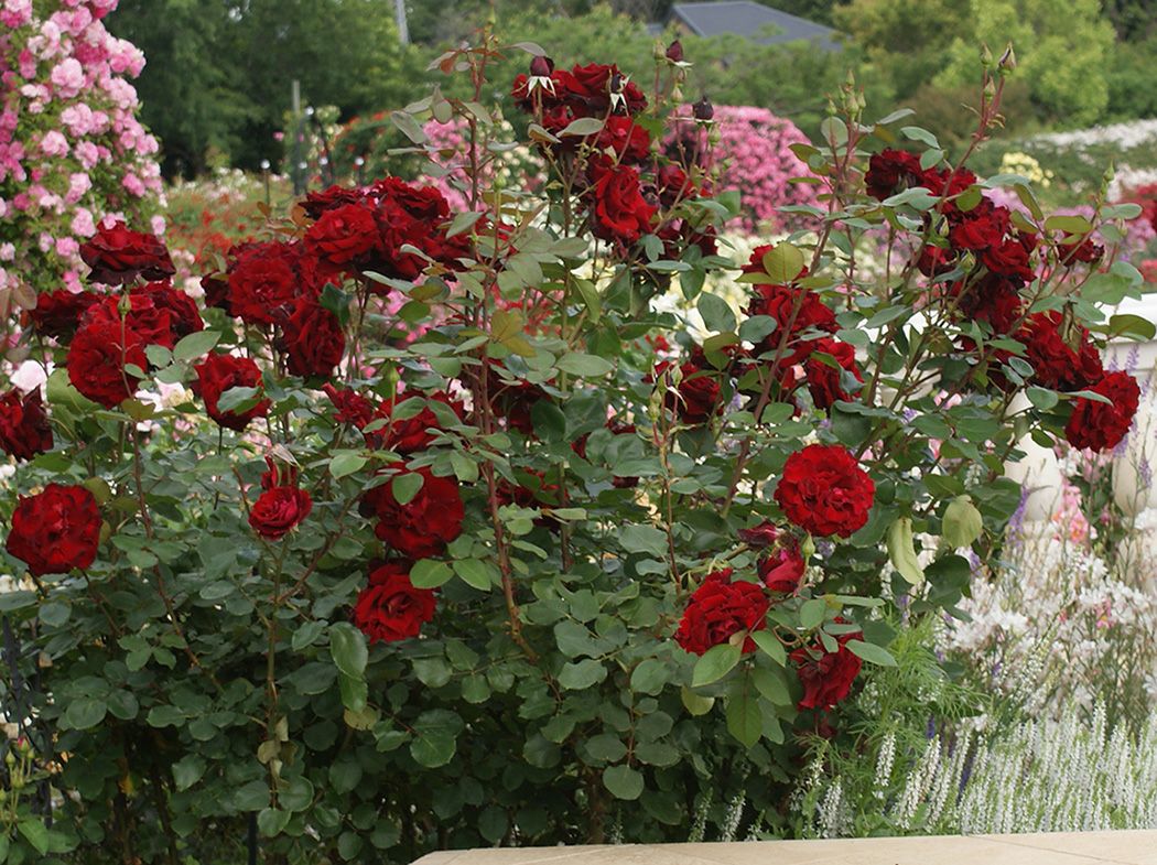 バラ苗ベルサイユのばら