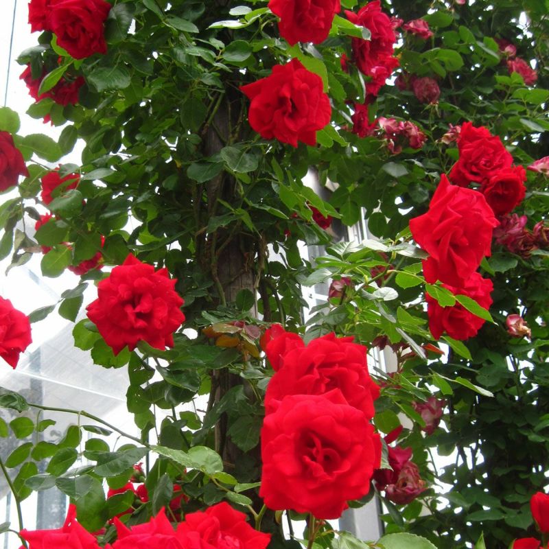 バラ苗クリムゾンスカイ