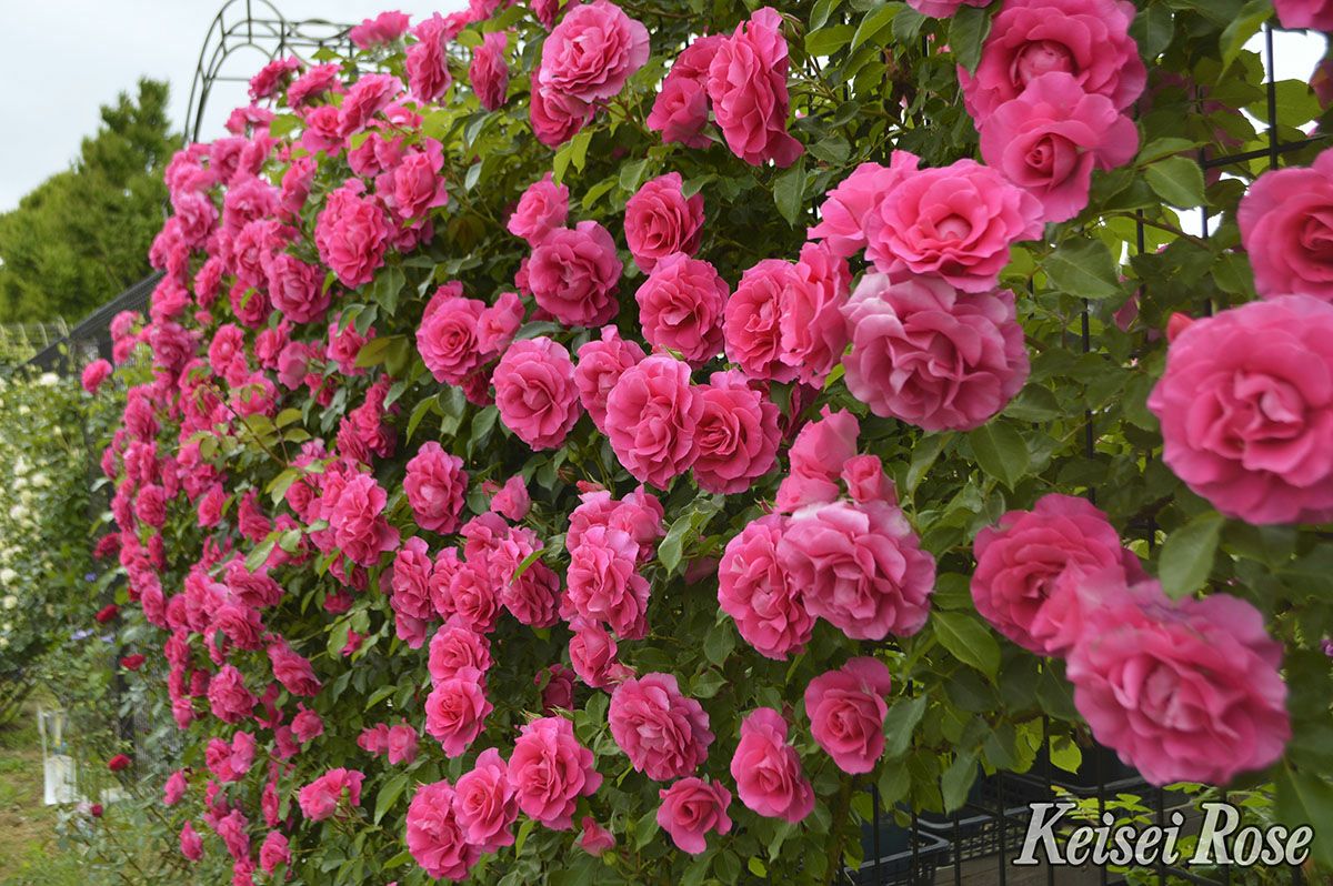 バラ苗つるローズうらら