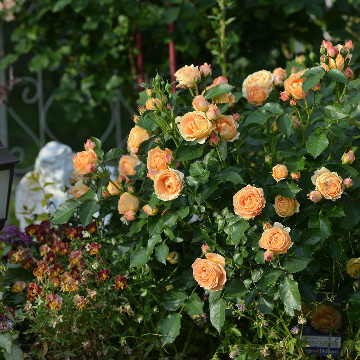 バラ苗 ラドルチェヴィータ