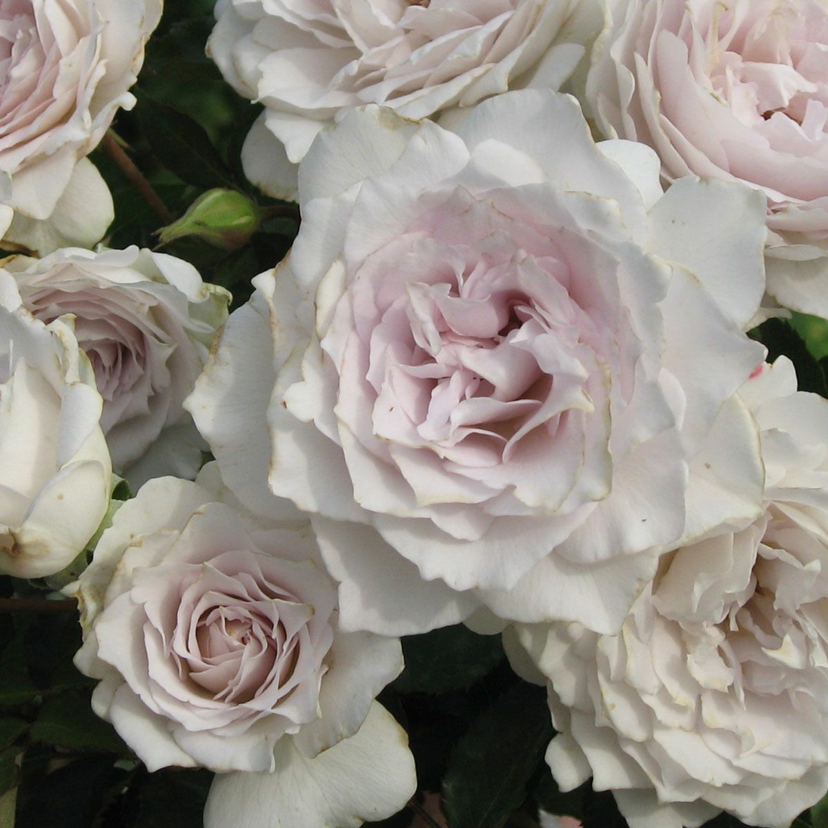 バラ苗 ガブリエル