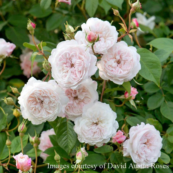 バラ苗ジオルブライトンランブラー