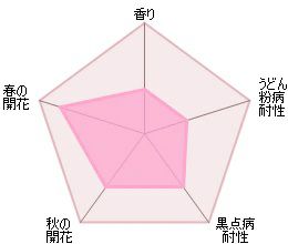 バラ苗エルディブレスウェイト(Ｌ.Ｄ.ブレスウェイト) 