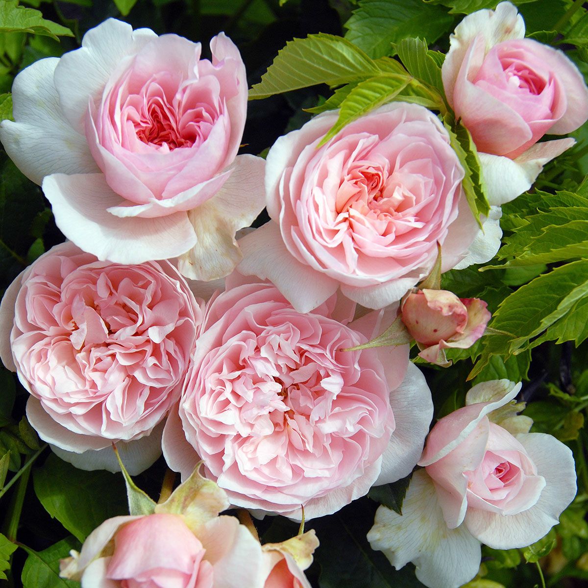 バラ苗 ピンクラビット