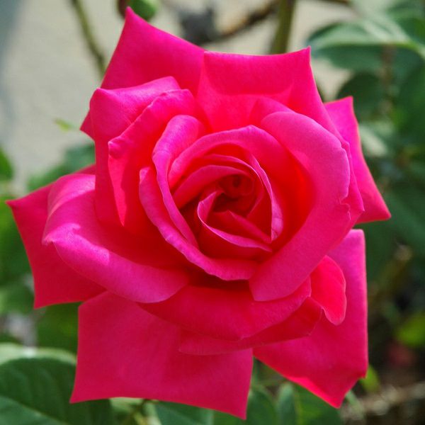 バラ苗マリアカラス