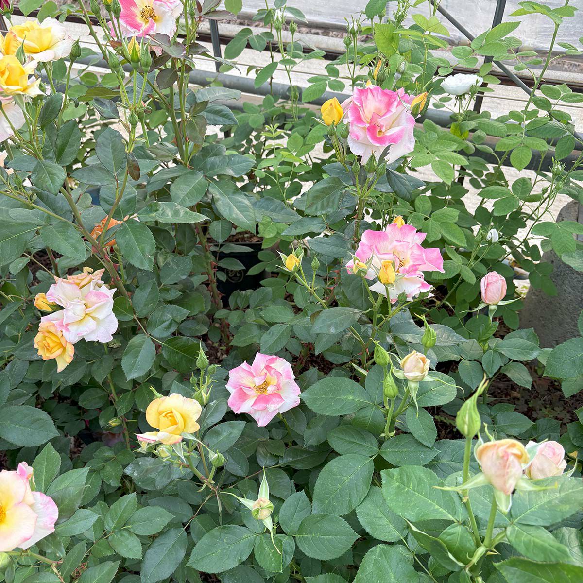 バラ苗チャールストン