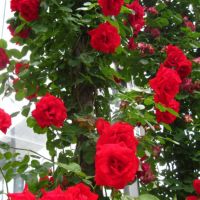 バラ苗クリムゾンスカイ