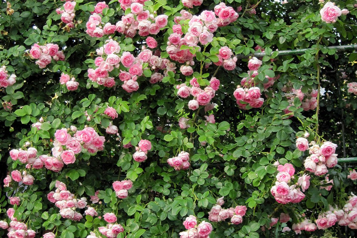 バラ苗ジャスミーナ