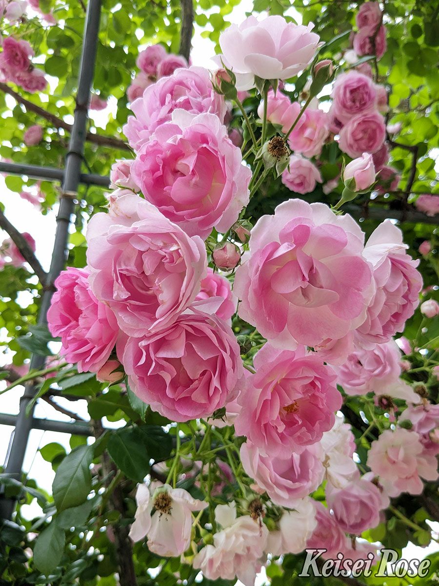 バラ苗ジャスミーナ