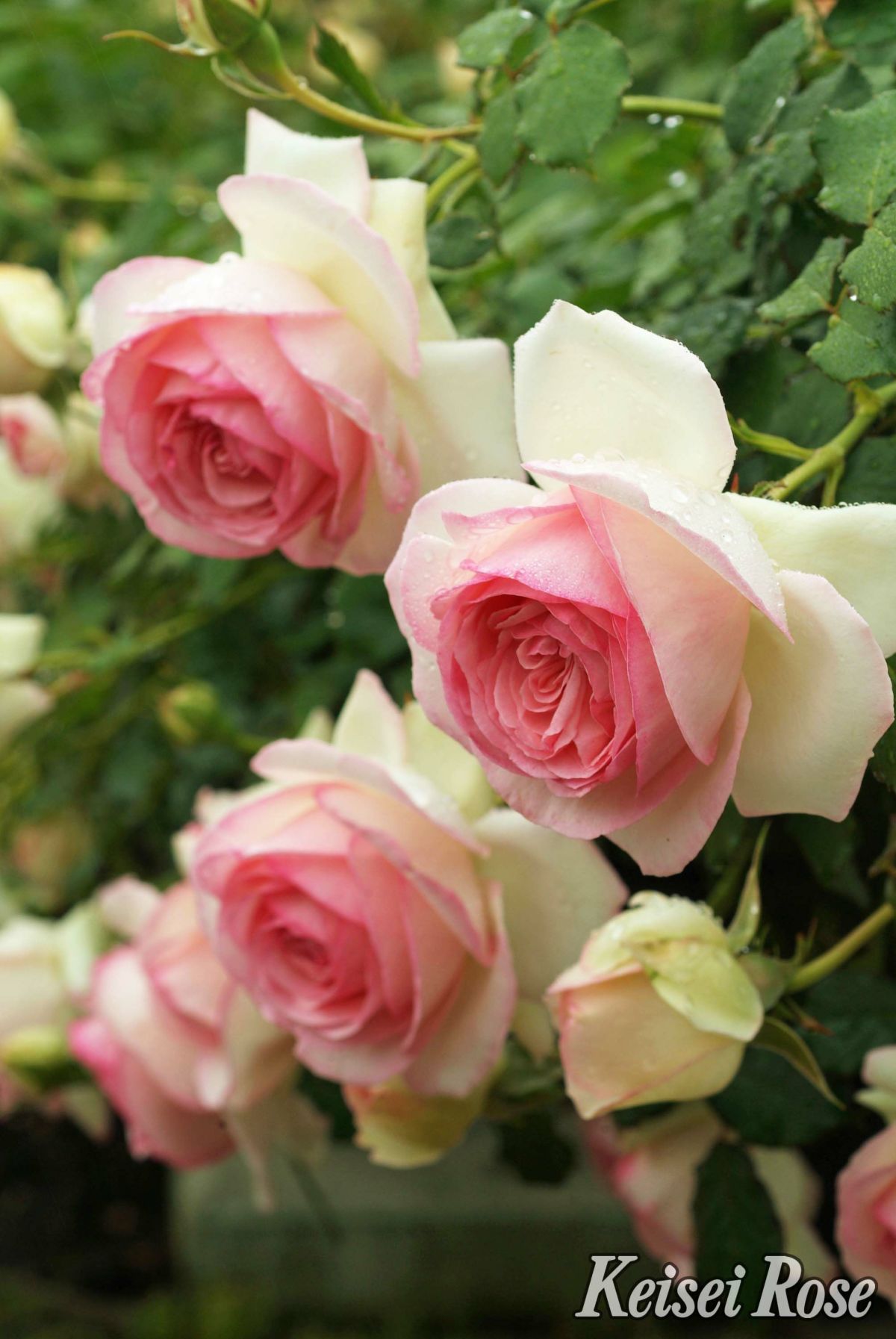 バラ苗ピエールドゥロンサール