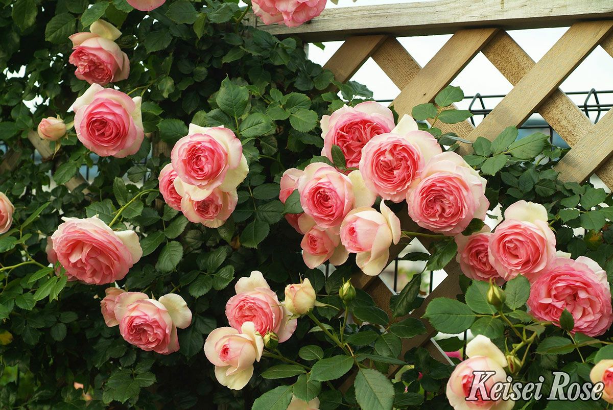 バラ苗ピエールドゥロンサール