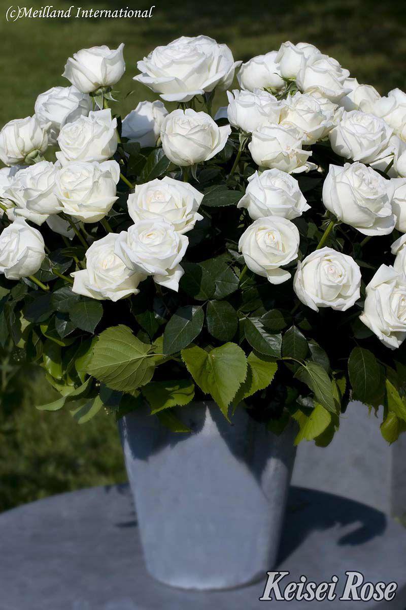 バラ苗ビブラマリエ！