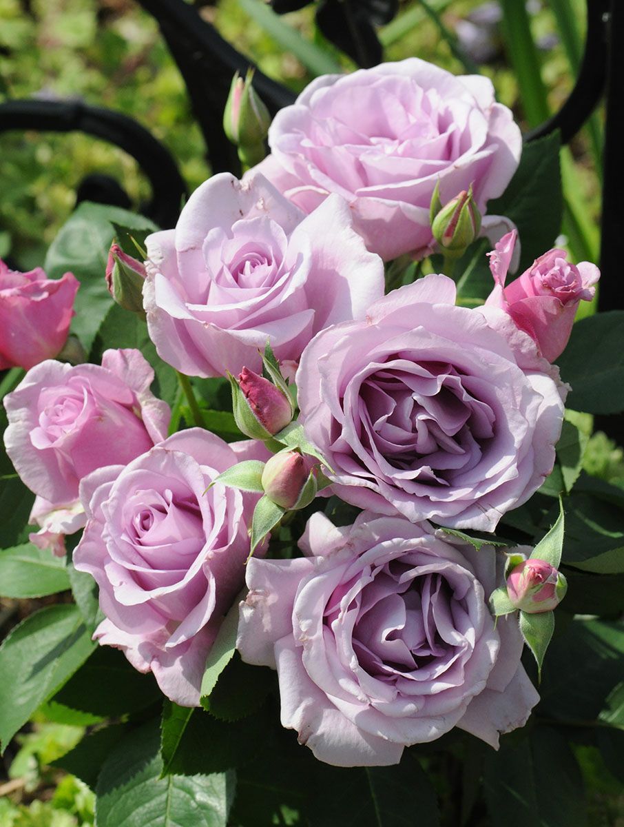 バラ苗 夜来香（イエライシャン） 