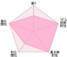 バラ苗オリビアローズオースチン