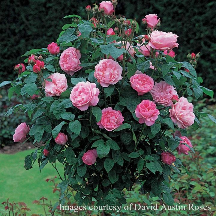 バラ苗 メアリーローズ