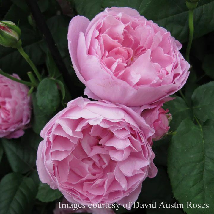 バラ苗 メアリーローズ