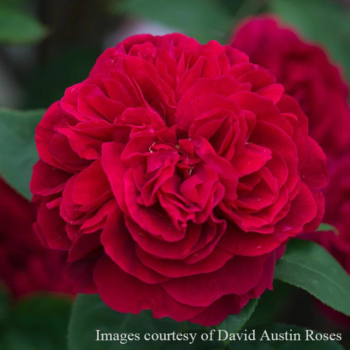 バラ苗エルディブレスウェイト(Ｌ.Ｄ.ブレスウェイト) 