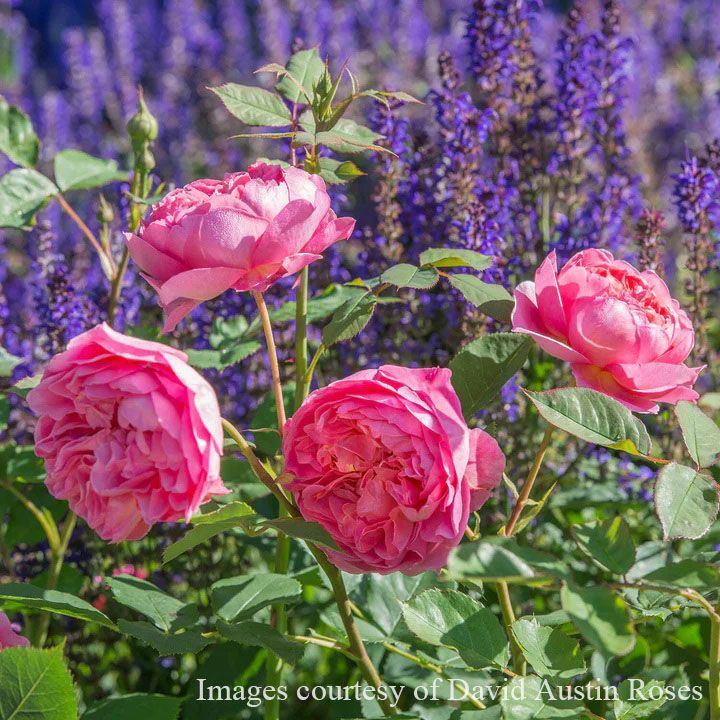 バラ苗ボスコベル