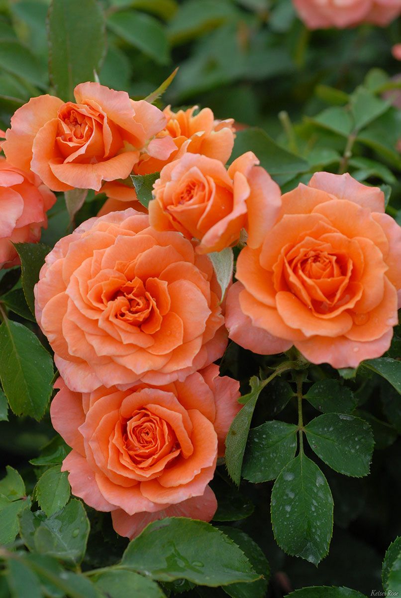 バラ苗ビブレバカンス！