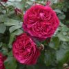 バラ　レオナルド・デイル バラ レオナルド・デイル バラ レオナルド ダ ヴィンチ｜ROSE