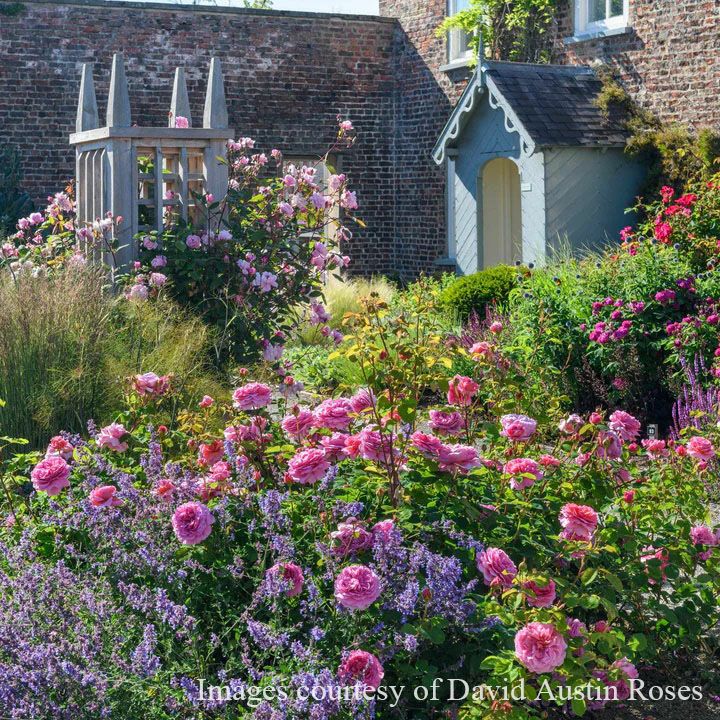 バラ苗プリンセスアレキサンドラオブケント