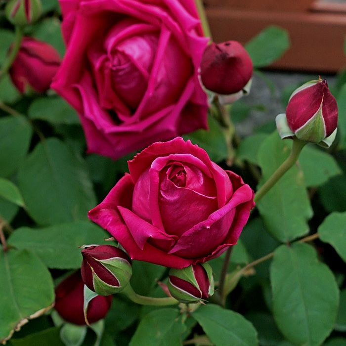 バラ苗つるデトロイター