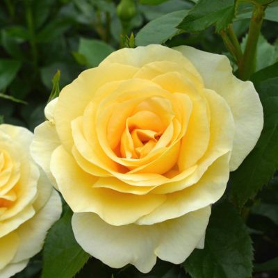 ベルサイユのバラ バラ苗 図鑑 ベルサイユのばら La Rose de Versailles 国産