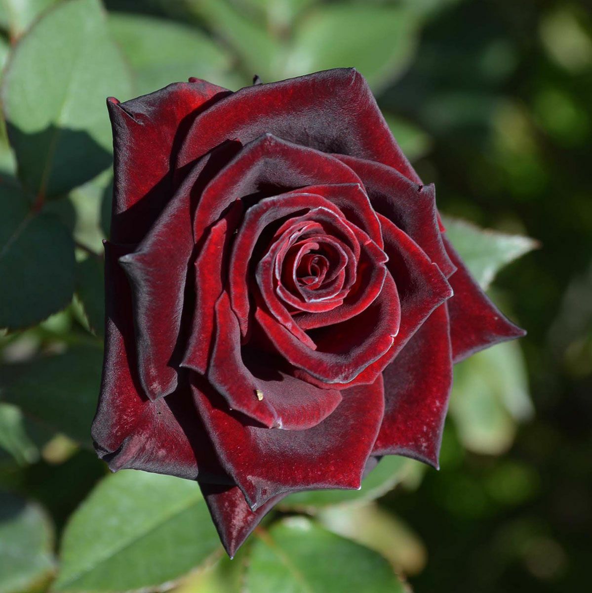 黒薔薇 バラ苗 【ブラックバッカラ】 (新苗) ハイブリッドティー 四季咲き