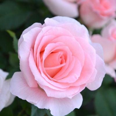 ローズなかしま | THE ROSE SHOP｜バラ専門店 ザローズショップ