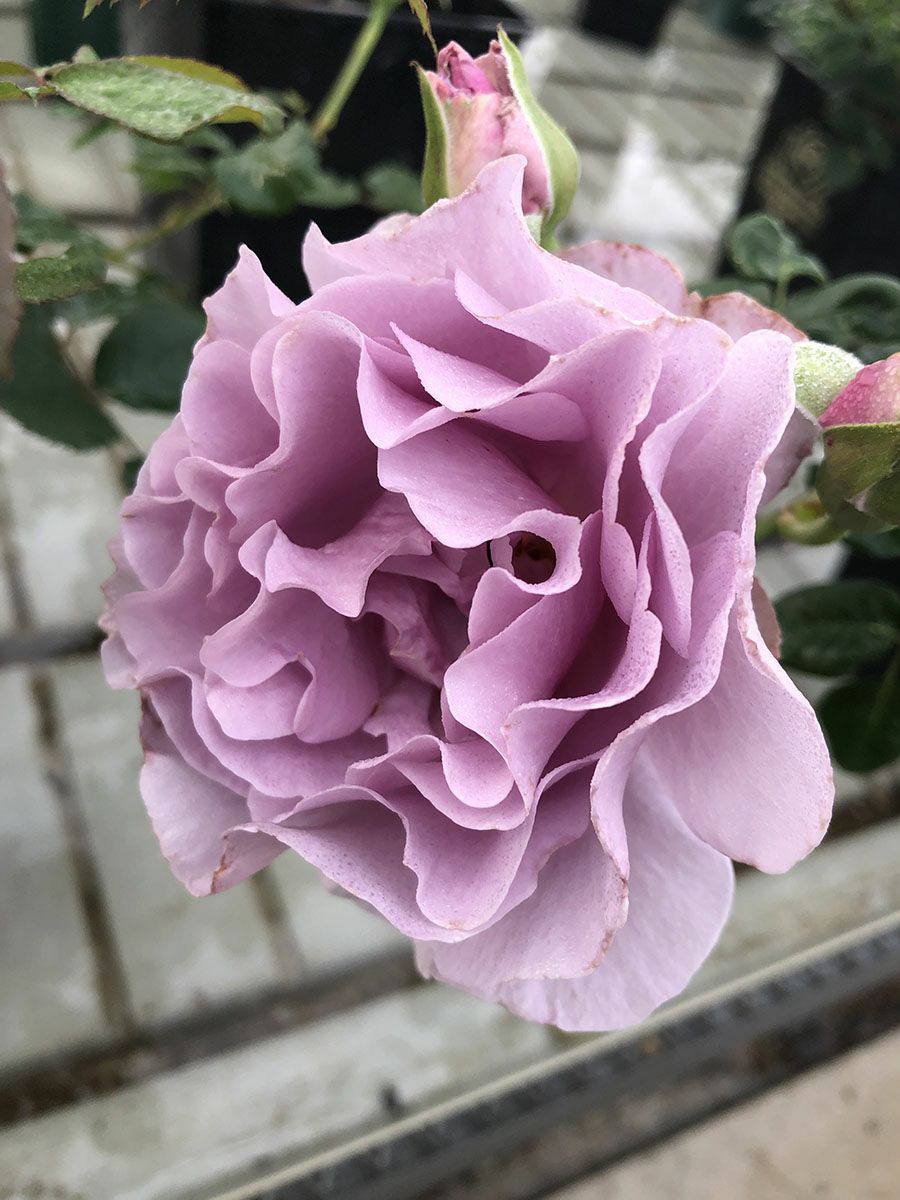 バラ苗エターナル