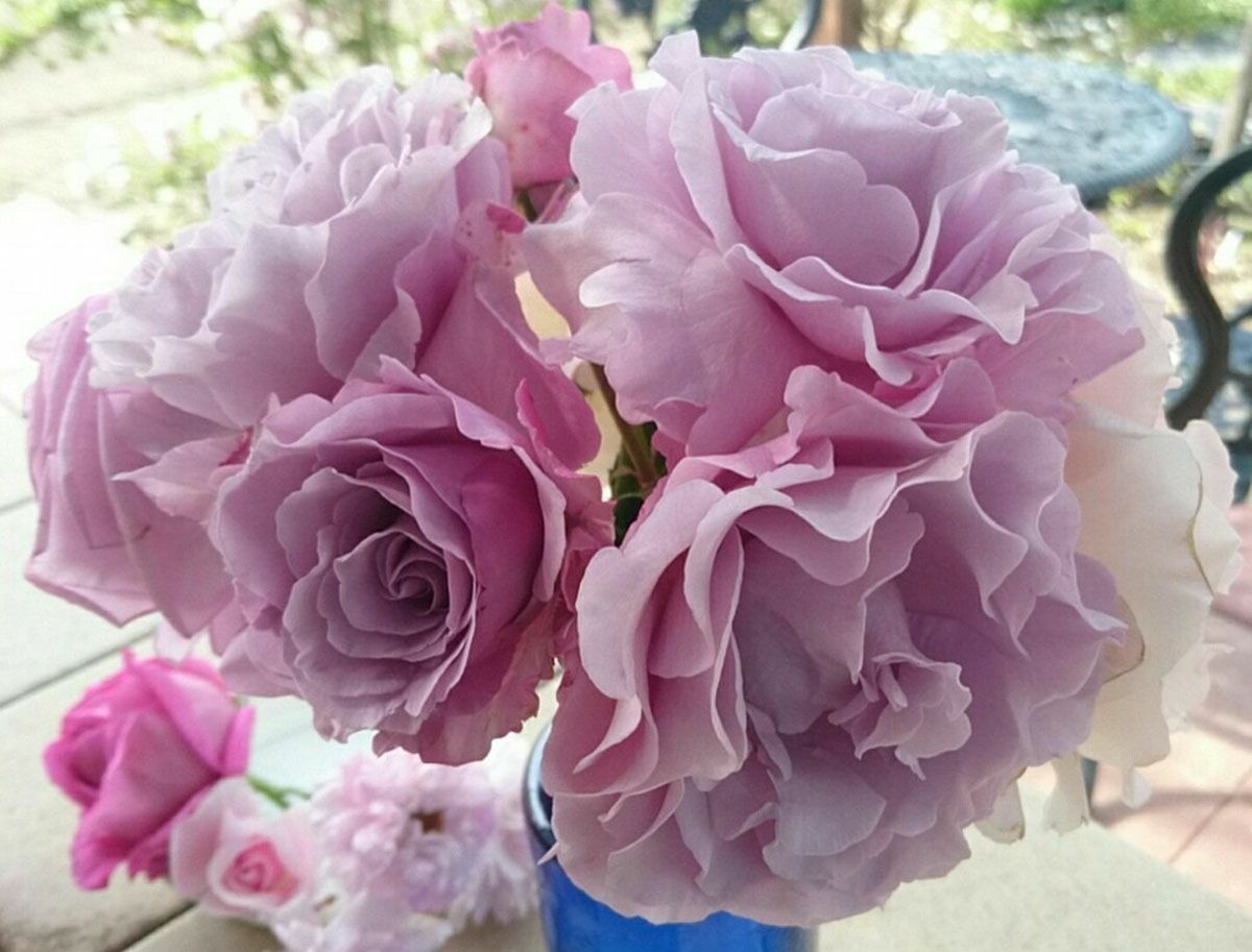 バラ苗エターナル