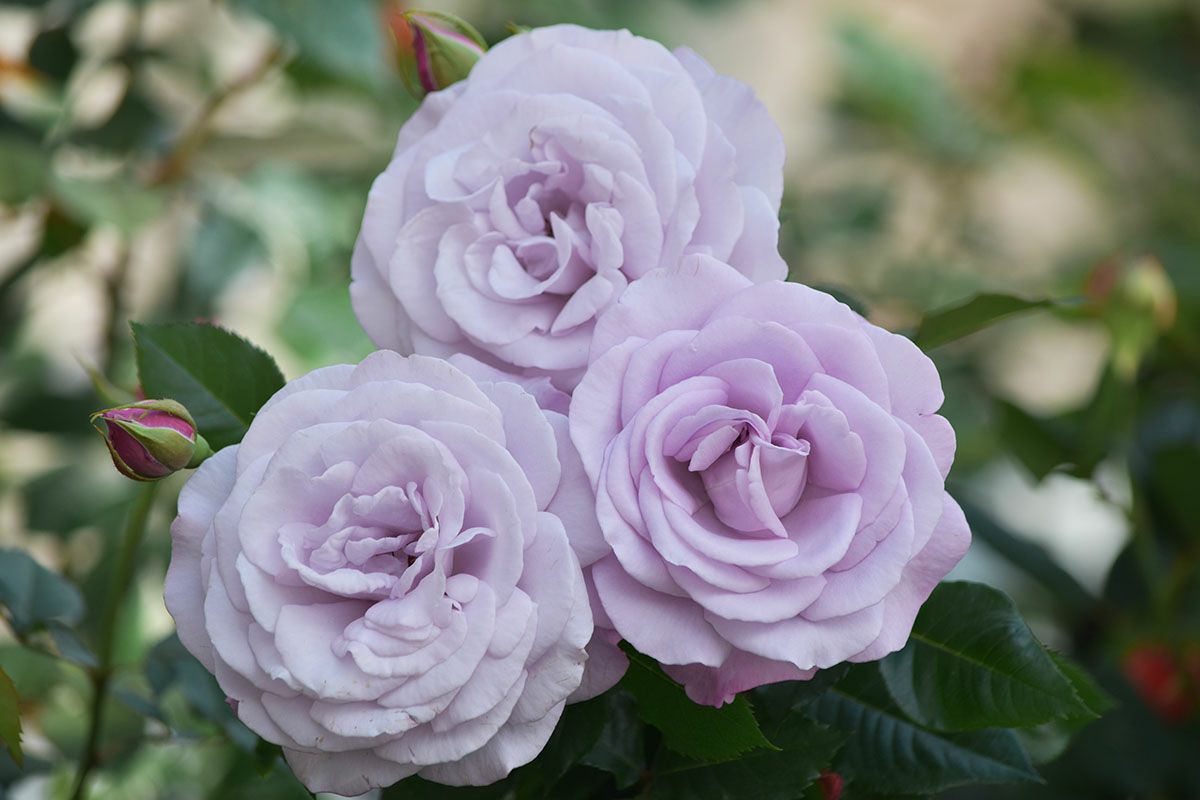 バラ苗ラフィーネ