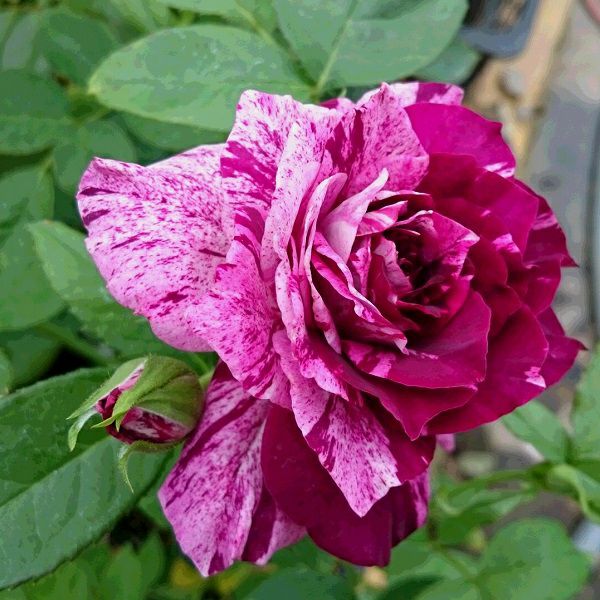 バラ苗パープルタイガー