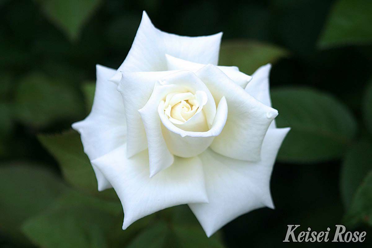 バラ苗オスカルフランソア