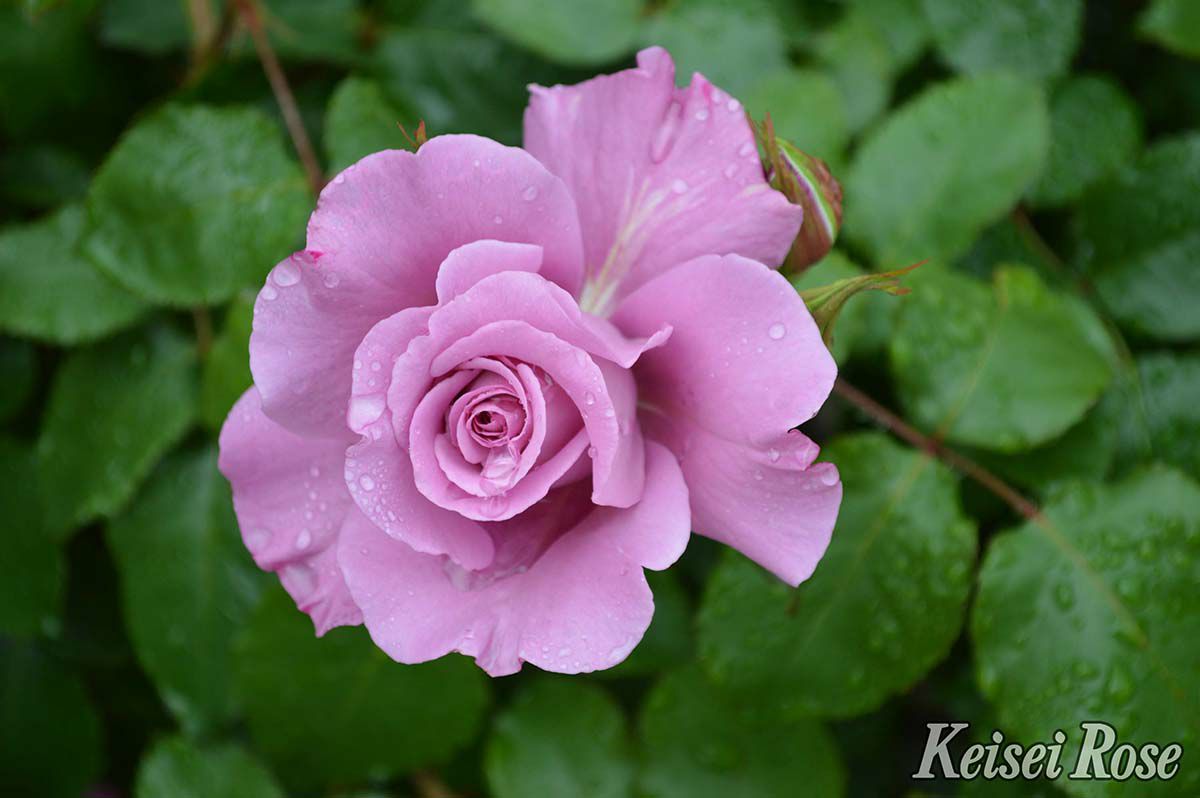 バラ苗フェルゼン伯爵