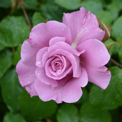 香りのバラ(強香種) | THE ROSE SHOP｜バラ専門店 ザローズショップ