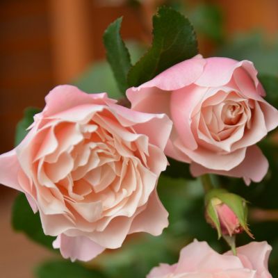 ピンク系のバラ | THE ROSE SHOP｜バラ専門店 ザローズショップ 本店 