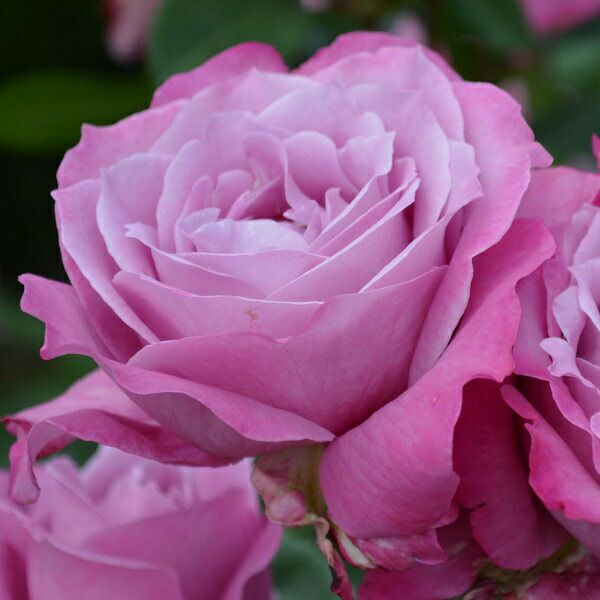 バラ苗ブルーパフューム