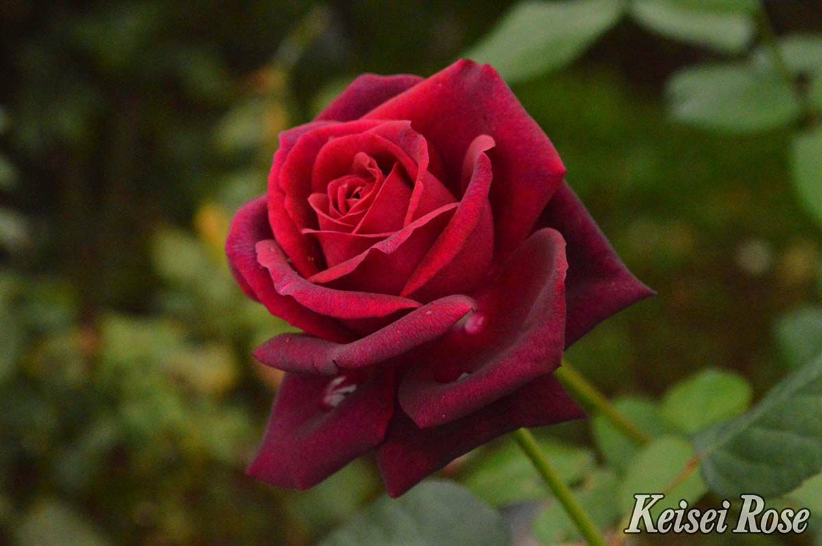 バラ苗グレーフィンディアナ