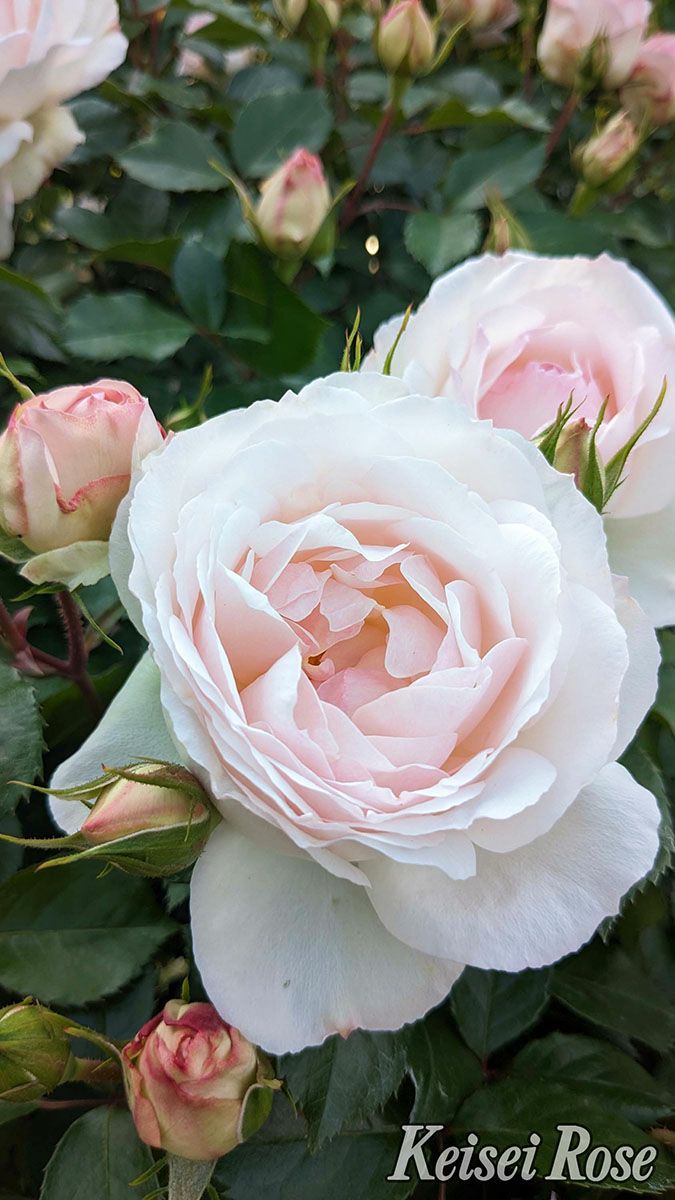 バラ苗ステファニーグッテンベルク