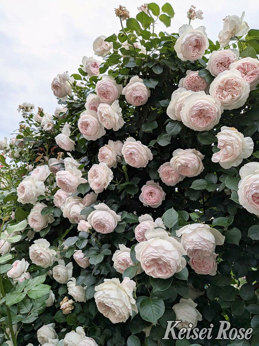 バラ苗クリスティアーナ