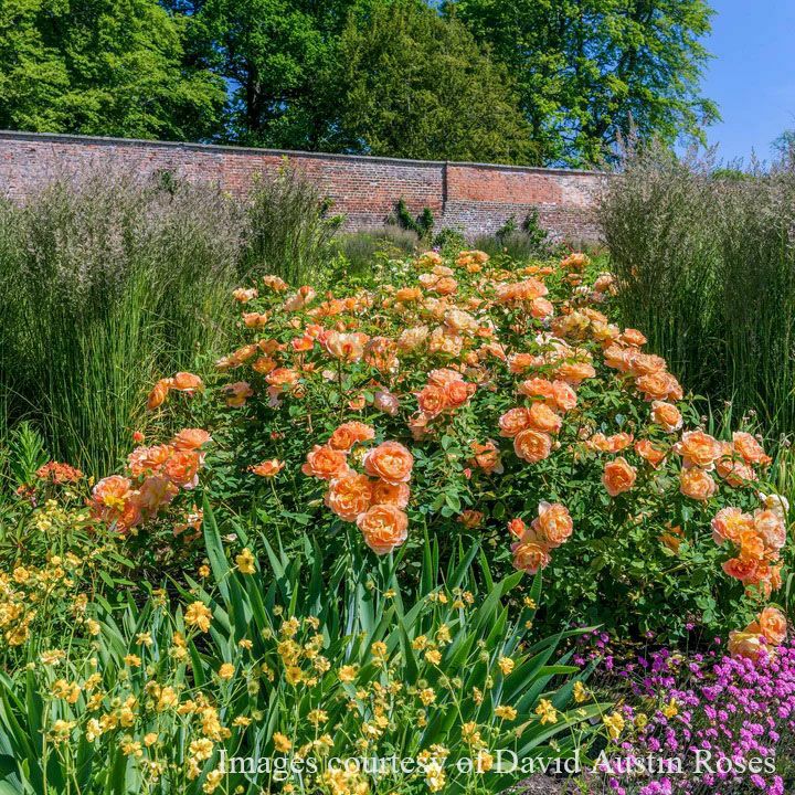 バラ苗レディオブシャーロット