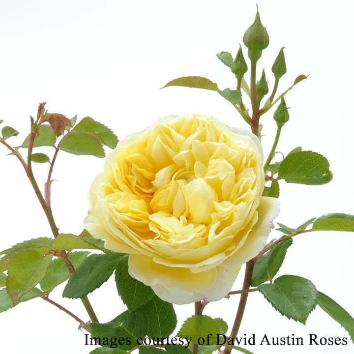 バラ苗チャールズダーウィン