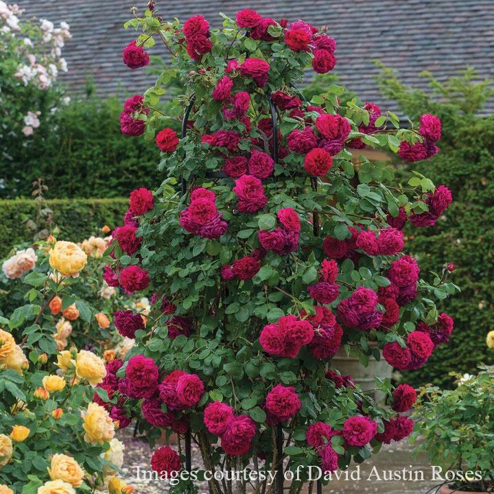 バラ苗テスオブザダーバービルズ