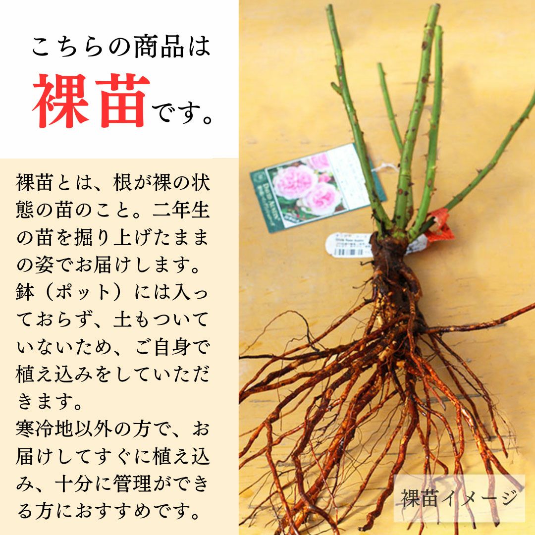 バラ苗テスオブザダーバービルズ