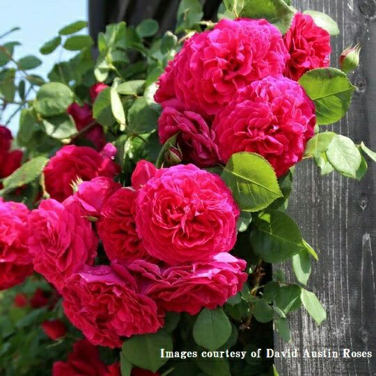 バラ苗テスオブザダーバービルズ