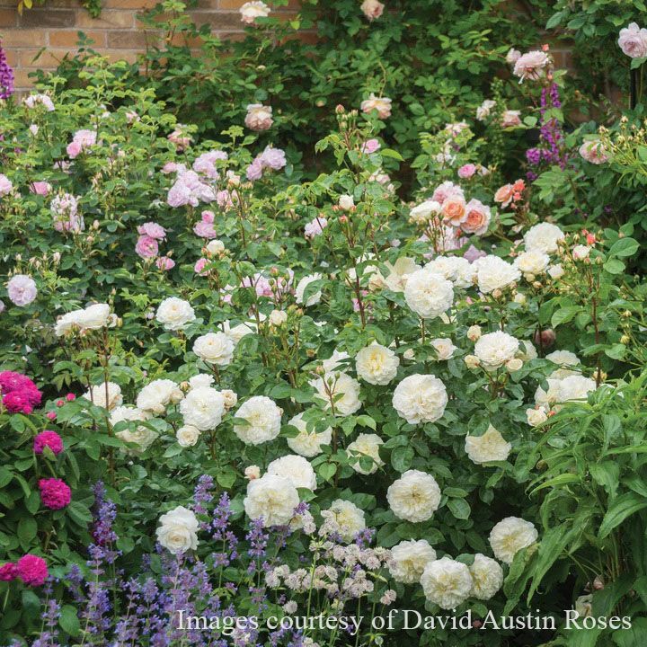 バラ苗トランクウィリティー