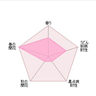 バラ苗トランクウィリティー