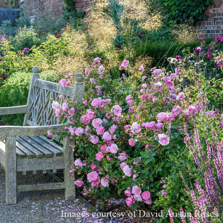 バラ苗ハーロウカー