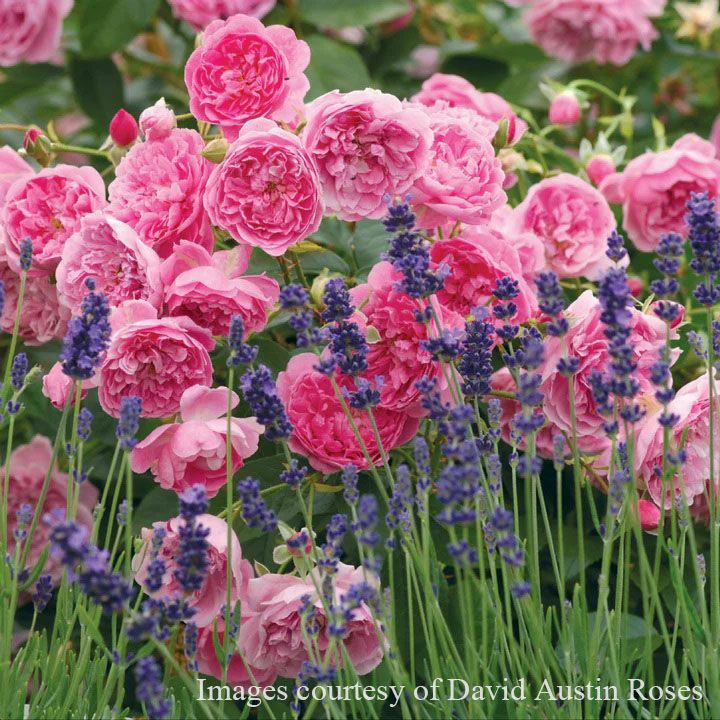 バラ苗ハーロウカー